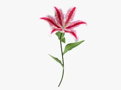 Lily flower red 02 3D model