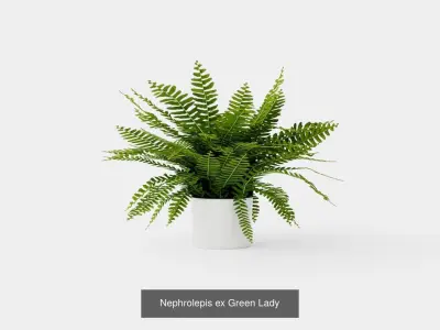 Collection of Houseplants - 11 Models