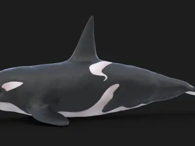 Realistic Killer Whale Low-poly 3D model
