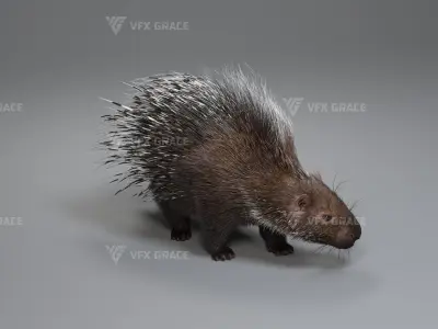 Porcupine Animation - VFX Grace 3D model