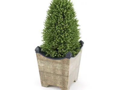 BOXWOOD TOPIARY 3D model