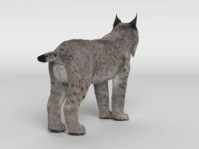 Lynx Cat 3D model