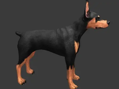 German Doberman Pinscher Low-poly 3D model