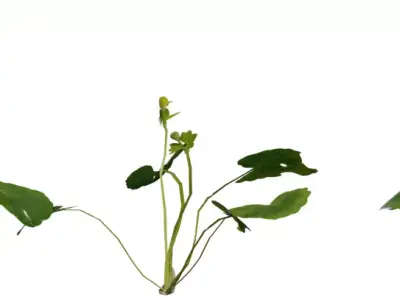 Creeping Yellow Groundcover Pack  Low-poly 3D model