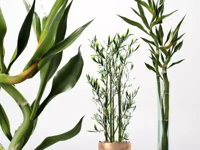 Lucky Bamboo And Bamboo Silk Indoor Plant 3D model