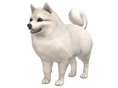 Dog - Pomeranian Spitz Low-poly 3D model