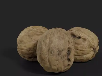 Walnut 003 3D model