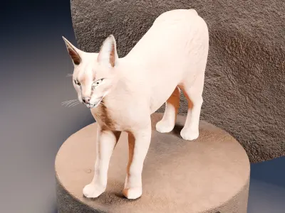 Caracal Cat with rigging and animation 3D model