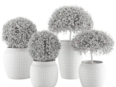 Set 4 indoor and outdoor Aglaia odorata planters 3D model