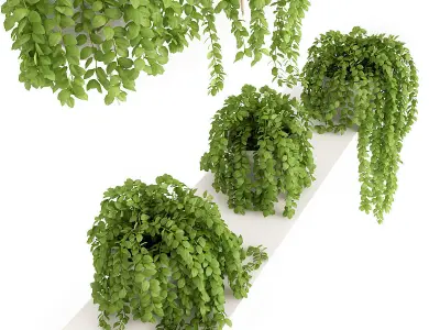 Plants Set hanging on shelf 3D model