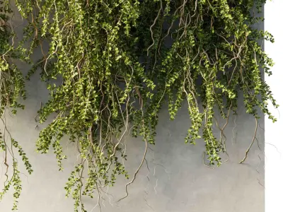 hanging Plants - Outdoor Plants 210 3D model