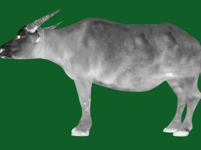 Albino Asian Water Buffalo  3D model