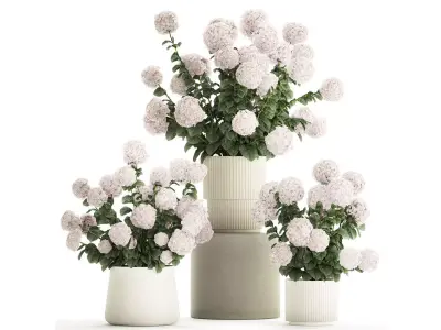 Set of beautiful plants Hydrangea in a flower pot for home 1294 3D model