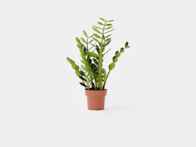 Zamioculcas zamiifolia Low-poly 3D model