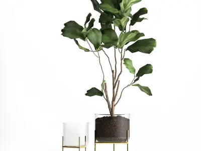 Ficus lyrata trees in a GLASS FLOWERPOT 958 3D model