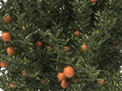 Orange-Tree-N1 3D model