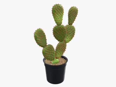 Cactus in a black plastic pot 3D model