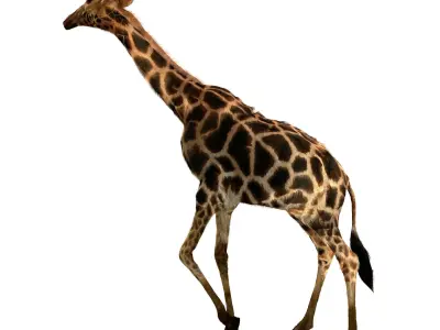 Realtime Running Savannah Giraffe Low-poly 3D model