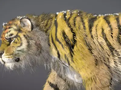  Siberian Tiger 3D model
