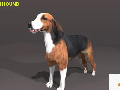 FINNISH HOUND 3D model