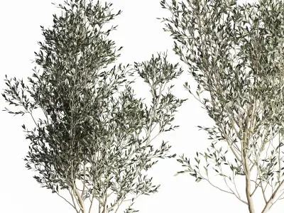 Olive tree in a flowerpot for the interior 968 3D model