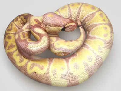 Banana Ball Python Snake 3D model