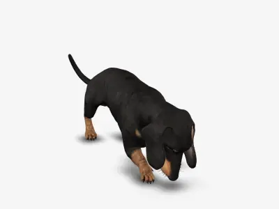 Dog Dachshund Low-poly 3D model