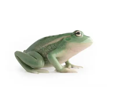 Litoria Tree Frog  Low-poly 3D model