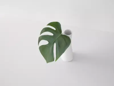 Monstera Leaf 3D model