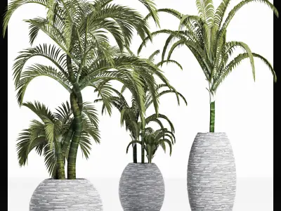Plants Collection 207 Palms 3D model