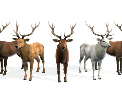 Red Deer stag  Low-poly 3D model