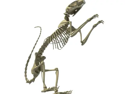 Squirrel Skeleton 3D model