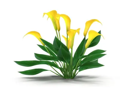 Calla Lily yellow 3D model