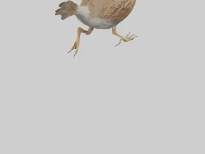 Quail running model Low-poly 3D model