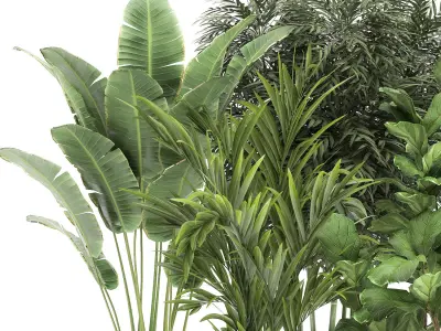 Banana palm in a rust pot for the interior 1039 3D model