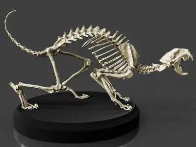 Realistic Cat Skeleton 3D model