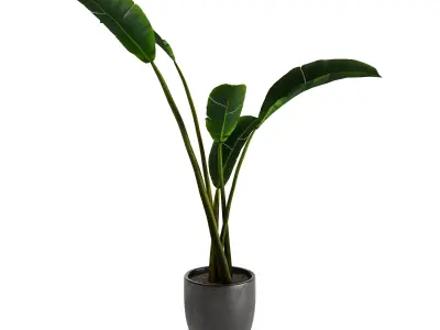 Strelitzia Nicolai - Plant Decor 3D model