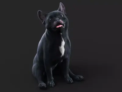 French BullDog  ANIMATED  XGEN-CORE  3D model