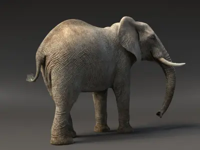 African Elephant Animated 3D model