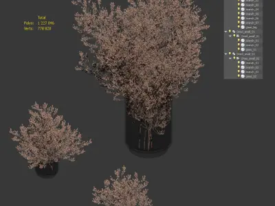 Dry plants set - 3 models 3D model