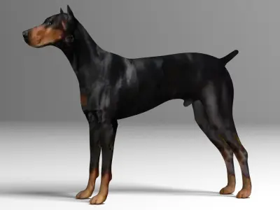 Doberman Dog Low-poly 3D model