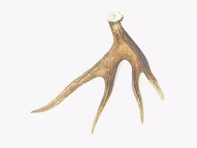 Antler deer Low-poly 3D model