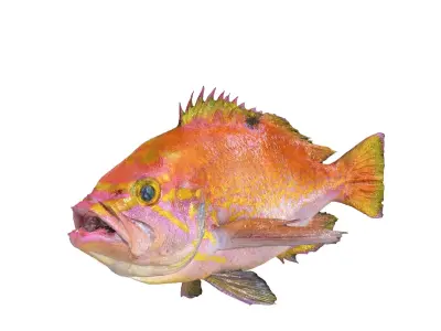 RED FISH DOWNLOAD SALMON TUNA SEA OCEAN 3D print model