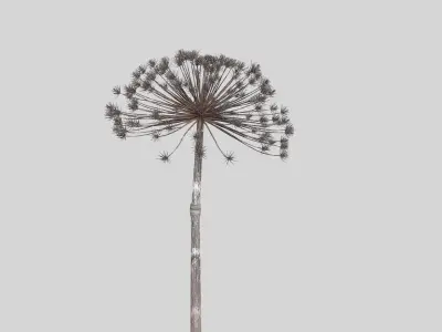 Dry Dill flower 3D model