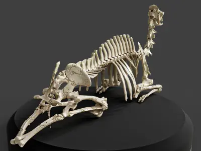Realistic Rest Camel Skeleton 3D model