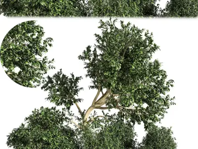 Garden set bush and Tree Set07 3D model
