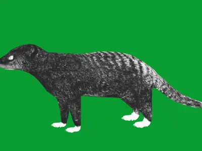 Banded Mongoose Low-poly 3D model