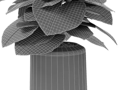 Plant in Pot Flowerpot Exotic Plant 3D model 14