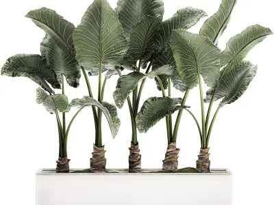Alocasia in a white flowerpot for decor and interior design 511 3D model