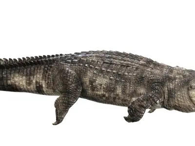Crocodile RIGGED ALLIGATOR 3D PRINTABLE LIZARD Low-poly 3D model